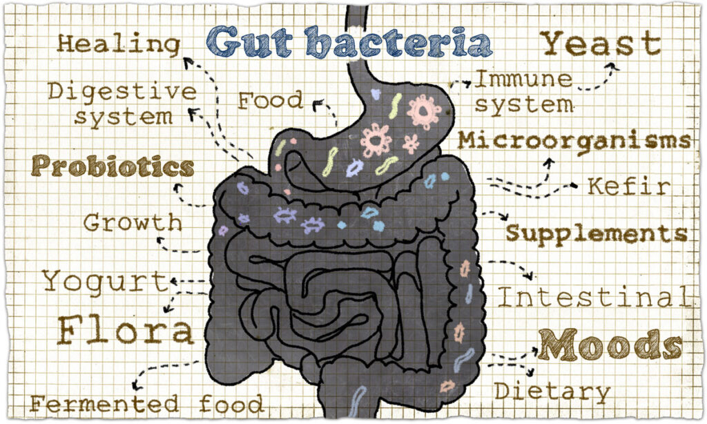 gut bacteria calgary naturopath